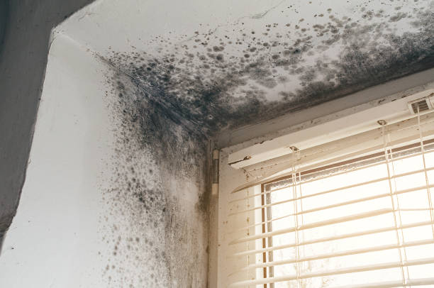 Affordable Mold Remediation solutions in Haskell, NJ